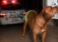 Pitbull salva idoso em Rio Preto após agressão do próprio filho