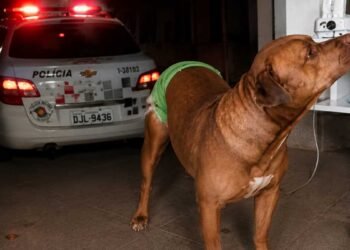 Pitbull salva idoso em Rio Preto após agressão do próprio filho
