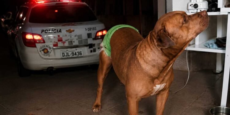 Pitbull salva idoso em Rio Preto após agressão do próprio filho