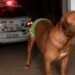 Pitbull salva idoso em Rio Preto após agressão do próprio filho
