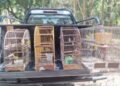 41 AVES SILVESTRES SÃO RESGATADAS EM CATIVEIRO ILEGAL EM VOTUPORANGA
