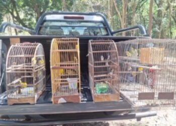 41 AVES SILVESTRES SÃO RESGATADAS EM CATIVEIRO ILEGAL EM VOTUPORANGA
