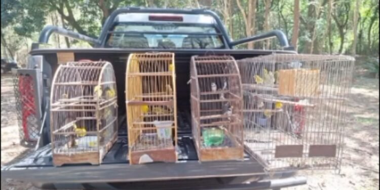 41 AVES SILVESTRES SÃO RESGATADAS EM CATIVEIRO ILEGAL EM VOTUPORANGA