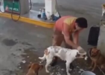 FUNCIONÁRIO É DEMITIDO APÓS DAR BANHO EM CÃES DE RUA E CASO REVOLTA A INTERNET