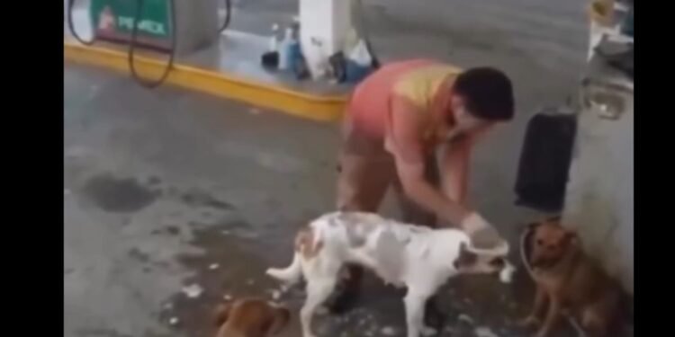 FUNCIONÁRIO É DEMITIDO APÓS DAR BANHO EM CÃES DE RUA E CASO REVOLTA A INTERNET
