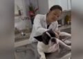 Gripe canina avança no inverno e veterinária faz alerta: saiba como proteger seu pet