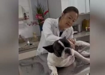 Gripe canina avança no inverno e veterinária faz alerta: saiba como proteger seu pet