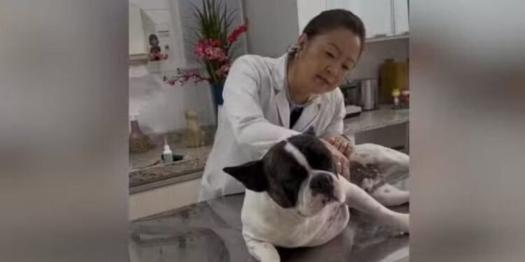 Gripe canina avança no inverno e veterinária faz alerta: saiba como proteger seu pet