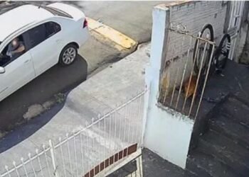 Idoso é condenado por envenenar animais em Jales