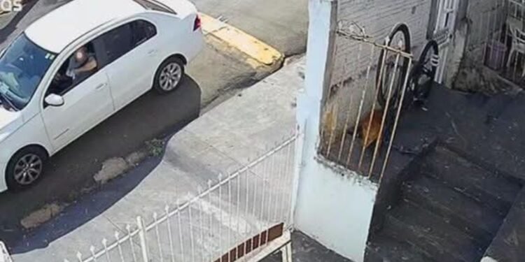 Idoso é condenado por envenenar animais em Jales