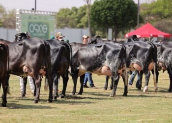 Torneio Leiteiro da 63ª EXPO Rio Preto 2026 reúne vacas da raça Gir Leiteiro durante competição de produção de leite.