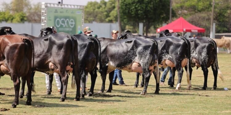 Torneio Leiteiro da 63ª EXPO Rio Preto 2026 reúne vacas da raça Gir Leiteiro durante competição de produção de leite.