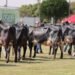 Torneio Leiteiro da 63ª EXPO Rio Preto 2026 reúne vacas da raça Gir Leiteiro durante competição de produção de leite.