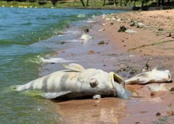 ALERTA NO TIETÊ: PRAINHAS DE SALES, MENDONÇA E UBARANA ESTÃO IMPRÓPRIAS PARA BANHO