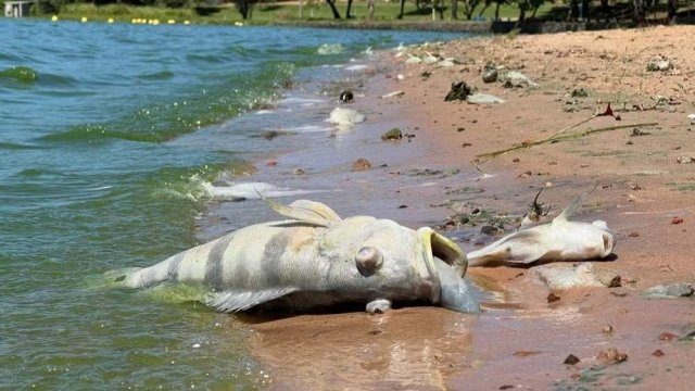 ALERTA NO TIETÊ: PRAINHAS DE SALES, MENDONÇA E UBARANA ESTÃO IMPRÓPRIAS PARA BANHO