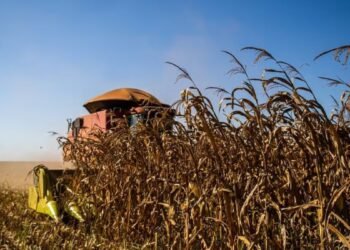 Super El Niño deve aumentar ondas de calor e acende alerta para agricultura no interior de SP
