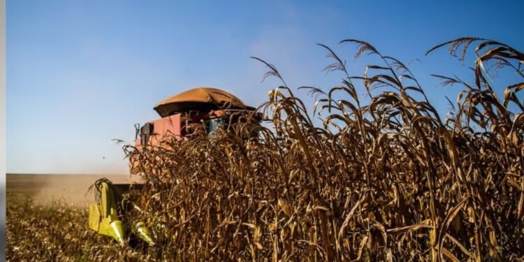 Super El Niño deve aumentar ondas de calor e acende alerta para agricultura no interior de SP