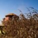 Super El Niño deve aumentar ondas de calor e acende alerta para agricultura no interior de SP