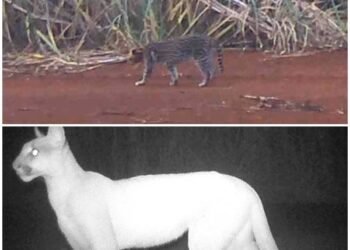 IMAGENS RARAS! ONÇA-PARDA É FLAGRADA COM DOIS FILHOTES NA REGIÃO DE FERNANDÓPOLIS