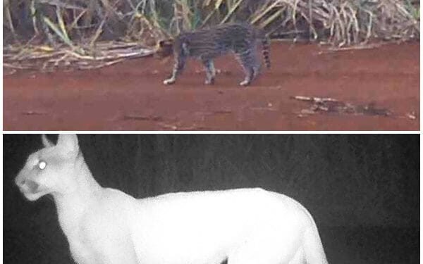 IMAGENS RARAS! ONÇA-PARDA É FLAGRADA COM DOIS FILHOTES NA REGIÃO DE FERNANDÓPOLIS