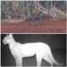 IMAGENS RARAS! ONÇA-PARDA É FLAGRADA COM DOIS FILHOTES NA REGIÃO DE FERNANDÓPOLIS