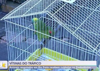 Animais resgatados pela Polícia Ambiental recebem atendimento no Zoobotânico de Rio Preto.