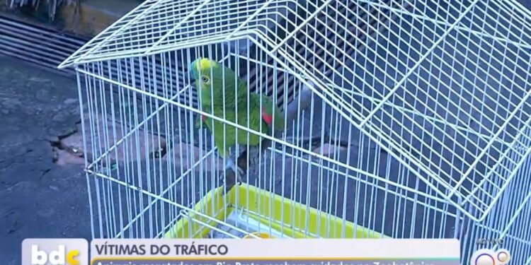 Animais resgatados pela Polícia Ambiental recebem atendimento no Zoobotânico de Rio Preto.