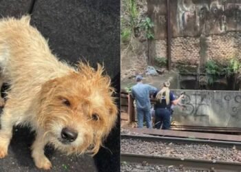 Ninguém imaginava esse desfecho: história dos animais resgatados emociona Rio Preto