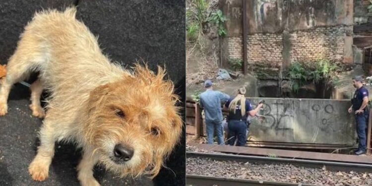 Ninguém imaginava esse desfecho: história dos animais resgatados emociona Rio Preto