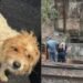 Ninguém imaginava esse desfecho: história dos animais resgatados emociona Rio Preto