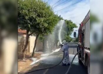 Corpo de Bombeiros atua para controlar ataque de abelhas em rua do bairro Eldorado, em São José do Rio Preto.