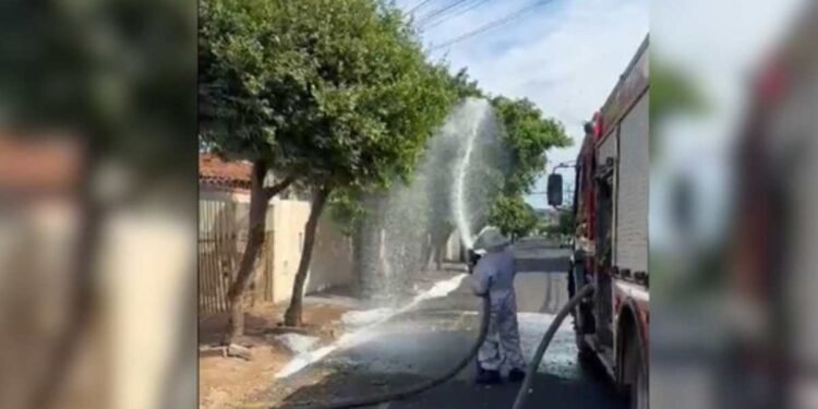 Corpo de Bombeiros atua para controlar ataque de abelhas em rua do bairro Eldorado, em São José do Rio Preto.