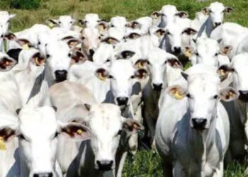 Propriedade rural em São José do Rio Preto onde criminosos furtaram 15 cabeças de gado da raça Nelore e diversos equipamentos.