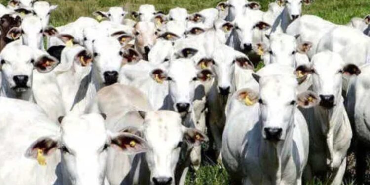 Propriedade rural em São José do Rio Preto onde criminosos furtaram 15 cabeças de gado da raça Nelore e diversos equipamentos.