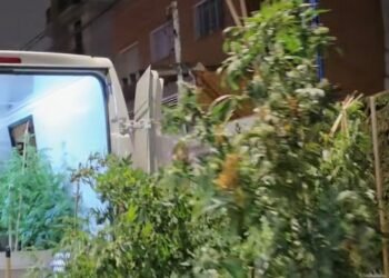 POLÍCIA APREENDE GRANDE QUANTIDADE DE PÉS DE MACONHA EM SANTO ANDRÉ