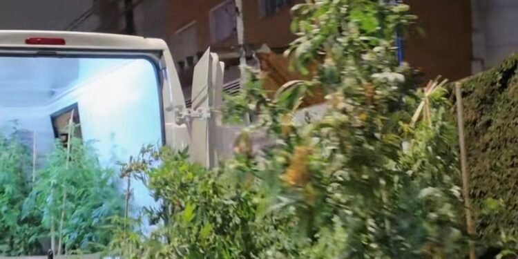 POLÍCIA APREENDE GRANDE QUANTIDADE DE PÉS DE MACONHA EM SANTO ANDRÉ