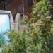 POLÍCIA APREENDE GRANDE QUANTIDADE DE PÉS DE MACONHA EM SANTO ANDRÉ