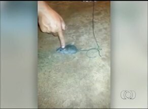 RATO “CARTEIRO” É ENCONTRADO EM PRESÍDIO TRANSPORTANDO DROGAS ENTRE PAVILHÕES; CASO VOLTA A REPERCUTIR
