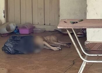 HOMEM É PRESO APÓS CACHORRO MORRER A GOLPES EM RIO PRETO