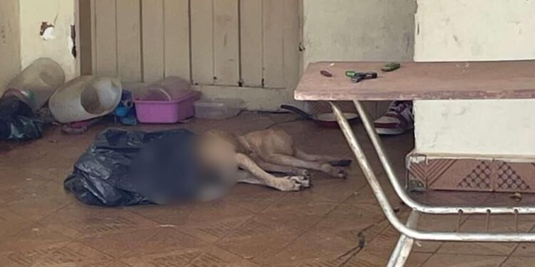 HOMEM É PRESO APÓS CACHORRO MORRER A GOLPES EM RIO PRETO