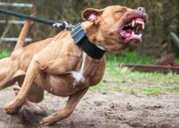 Casal é atacado por cachorro e discussão com tutora termina em confusão e intervenção da PM em Rio Preto
