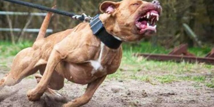 Casal é atacado por cachorro e discussão com tutora termina em confusão e intervenção da PM em Rio Preto
