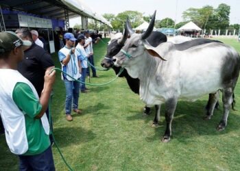 EXPO RIO PRETO MOVIMENTA MAIS DE R$ 70 MILHÕES E GERA 2,2 MIL EMPREGOS