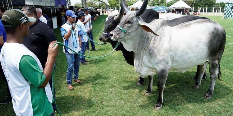EXPO RIO PRETO MOVIMENTA MAIS DE R$ 70 MILHÕES E GERA 2,2 MIL EMPREGOS