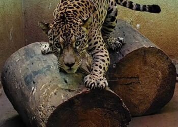 ONÇA-PINTADA É ATRAÇÃO NO ZOOBOTÂNICO DE SÃO JOSÉ DO RIO PRETO