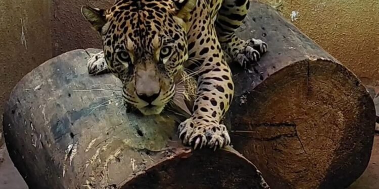ONÇA-PINTADA É ATRAÇÃO NO ZOOBOTÂNICO DE SÃO JOSÉ DO RIO PRETO