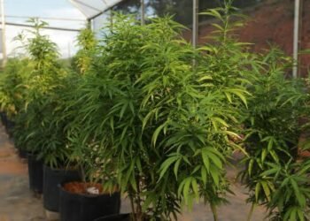 “CANNABUSINESS”: POLÍCIA MAPEIA 27 PLANTAÇÕES E MAIS DE 3 MIL PÉS DE CANNABIS NA REGIÃO DE RIO PRETO