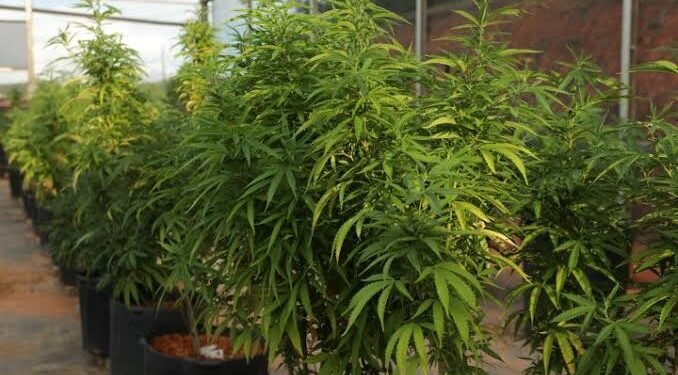 “CANNABUSINESS”: POLÍCIA MAPEIA 27 PLANTAÇÕES E MAIS DE 3 MIL PÉS DE CANNABIS NA REGIÃO DE RIO PRETO