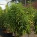 “CANNABUSINESS”: POLÍCIA MAPEIA 27 PLANTAÇÕES E MAIS DE 3 MIL PÉS DE CANNABIS NA REGIÃO DE RIO PRETO