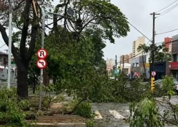 Revitalização da Murchid Homsi prevê retirada de 943 árvores e plantio de mais de 5,3 mil mudas